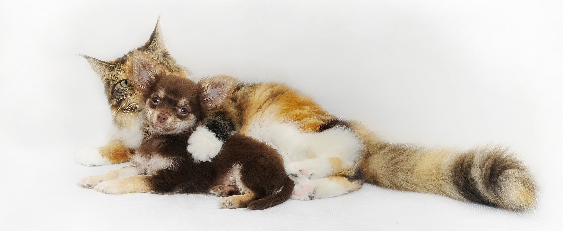 Lakeshore Village Apartments 